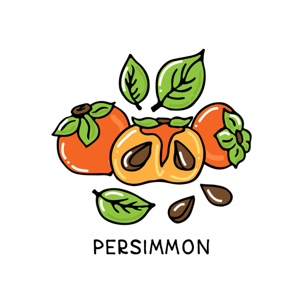 Persimmon fruit collection isolated on white background. Hand drawn style. Vector illustration. Design element for card, leaflet, booklet, poster, sticker. - ベクター画像