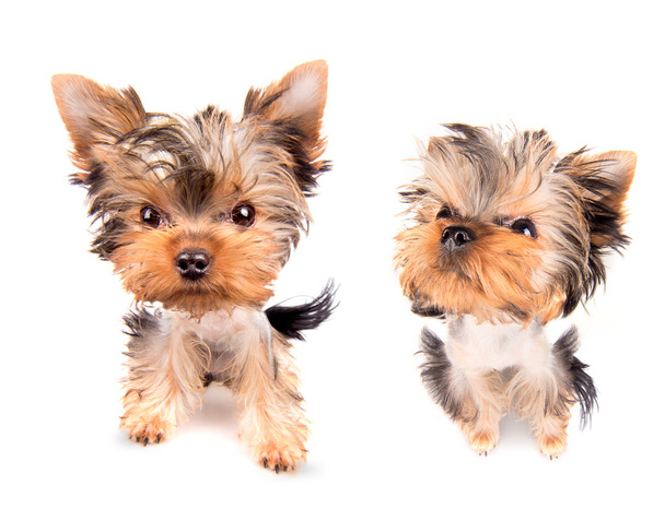 Puppy yorkshire terrier - Photo, Image