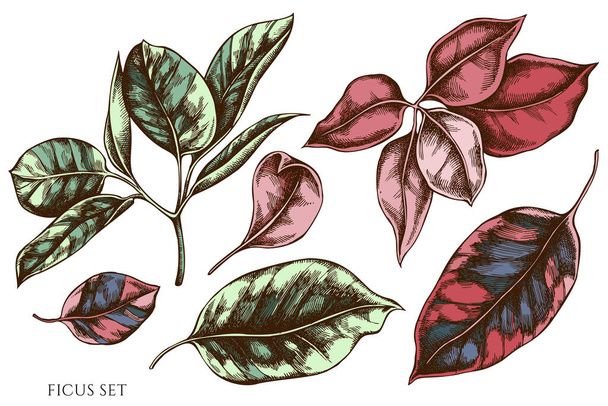 Vector set of hand drawn colored ficus - Vector, Image