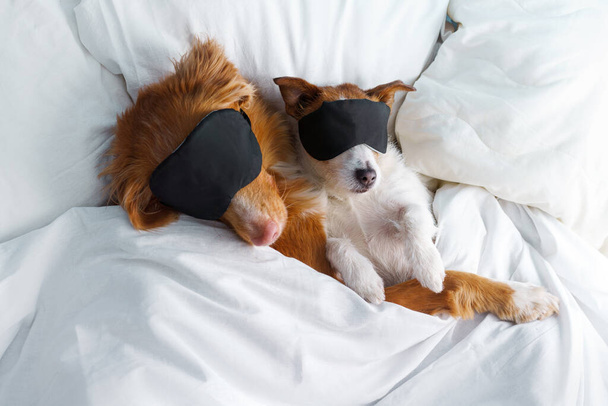 A brown and white dog lying on a bed. Nova Scotia Duck Tolling Retriever and a Jack Russell Terrier in Sleep Masks - 写真・画像