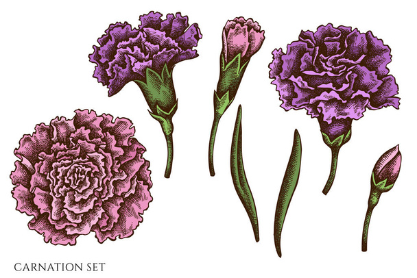 Vector set of hand drawn colored carnation - Вектор,изображение