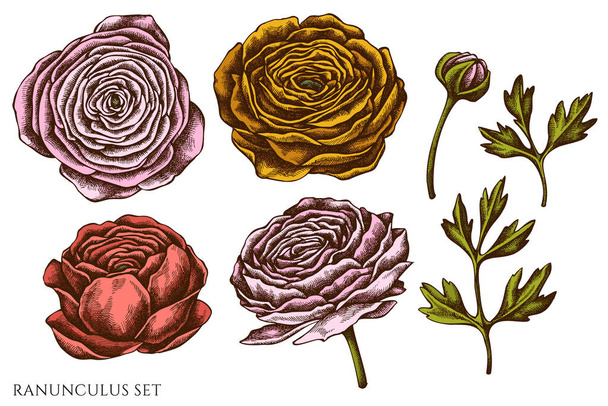 Vector set of hand drawn colored ranunculus - Vector, afbeelding