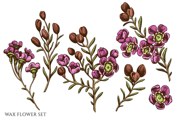 Vector set of hand drawn colored wax flower - Διάνυσμα, εικόνα