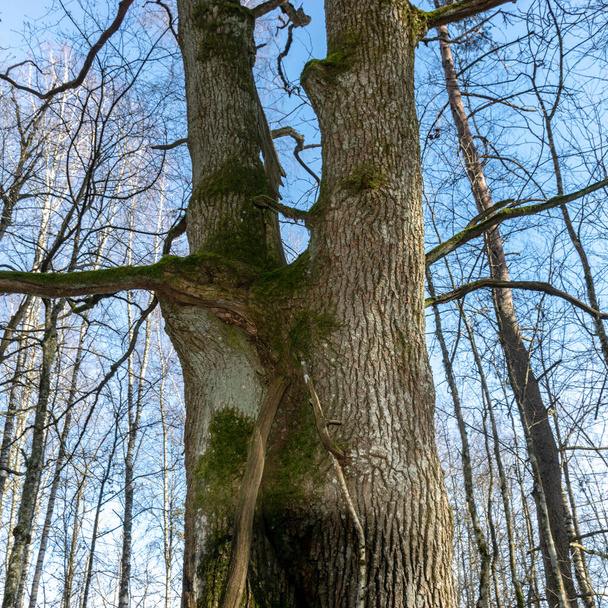 spring photo with two tree trunks, interesting grown tree trunks - Photo, Image