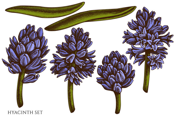 Vector set of hand drawn colored hyacinth - Vector, Image