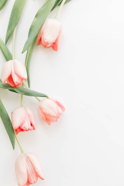 Jarní plochý, vertikální obraz. Růžové tulipány horní pohled na bílém pozadí s prostorem pro text. Jarní květiny, stylový něžný obraz. Pozdrav květinové hrany mockup. Šťastný den žen - Fotografie, Obrázek