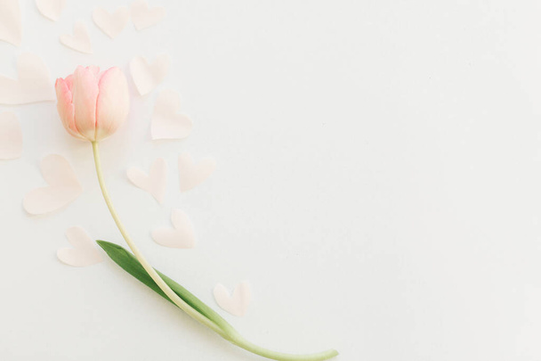 Szczęśliwego Dnia Kobiet. Jeden różowy tulipan z miękkimi sercami płasko leżał na białym tle, miejsce na tekst. Stylowy wiosenny wizerunek. Kwiatowa makieta z kartkami okolicznościowymi. Szczęśliwego Dnia Matki. Romantyczne Walentynki - Zdjęcie, obraz
