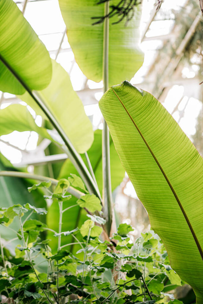 美しい緑の熱帯エキゾチックな森。自然の中で夏に屋根の下にバナナの美しい大きな葉 - 写真・画像
