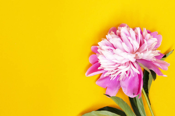 Pink peony flower lies on a yellow background. top view of the background. Flat lay. There is a place for tektsa - Foto, afbeelding