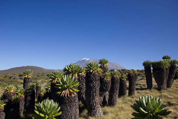 Henkeäsalpaavat näkymät Kilimanjaro vuorella takana jättiläinen senecias
 - Valokuva, kuva