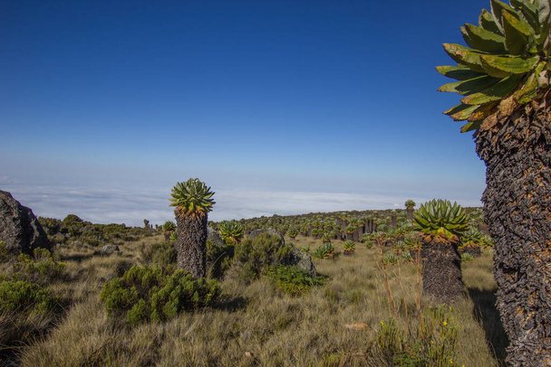 Senecias gigantes na rota Marangu em direção ao Monte Kilimanjaro
 - Foto, Imagem