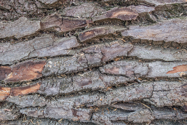 fondo abstracto de una corteza de árbol viejo aserrado de cerca
 - Foto, imagen