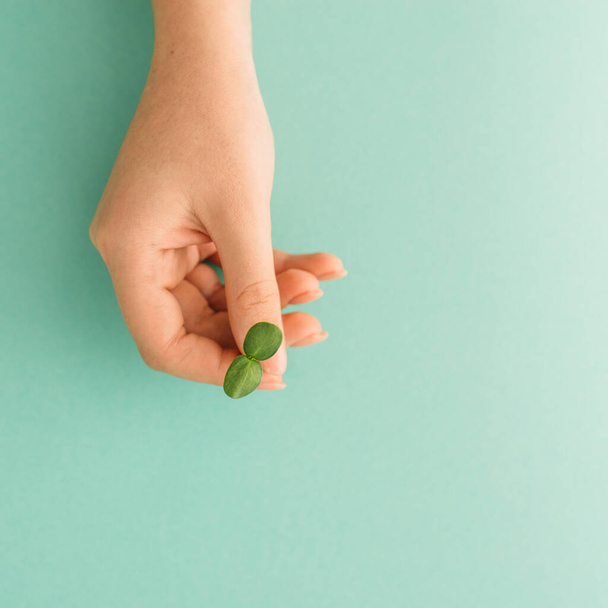 Hand with a sprout of sunflower microgreen - Φωτογραφία, εικόνα