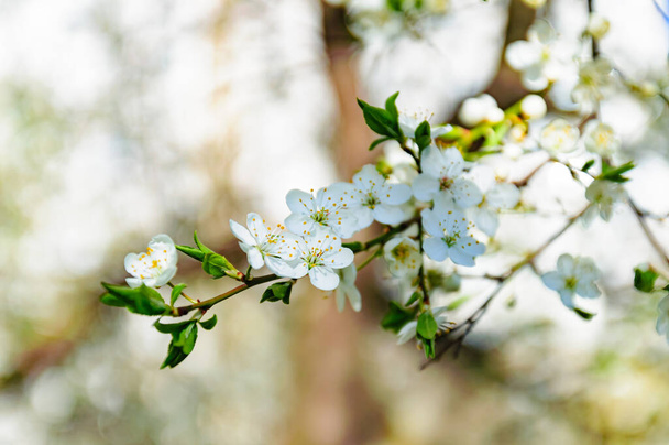 春にAppleの木を開花させると良い気分と心の平和を作り出します - 写真・画像