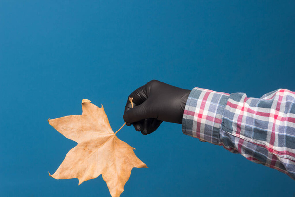 Droge oker blad op een blauwe achtergrond en vastgehouden door de hand van een volwassene met een zwarte handschoen om verontreiniging van de zuiverheid van het blad te voorkomen. - Foto, afbeelding