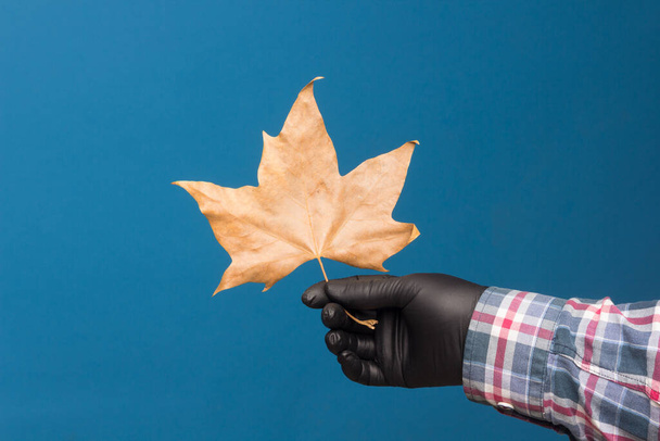 Ξηρό φύλλο ώχρας σε μπλε φόντο που κρατιέται από το χέρι ενός ενήλικα που φοράει ένα μαύρο γάντι για να μην μολύνει την καθαρότητα του φύλλου. - Φωτογραφία, εικόνα