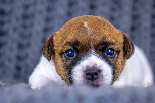 Roztomilé zrzavé štěně Jack Russell Terrier právě otevřel oči, leží na pleteném šedém koberci. Vodorovný formát - Fotografie, Obrázek