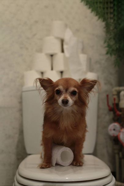 śmieszne czerwony pies chihuahua siedzi na toalecie i strzeże dostaw papieru toaletowego - Zdjęcie, obraz