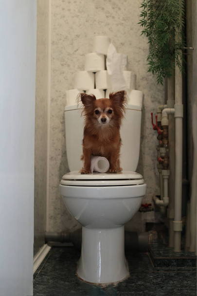 engraçado cão vermelho chihuahua senta-se no banheiro e protege o fornecimento de papel higiênico
 - Foto, Imagem