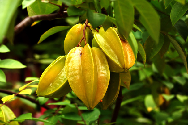 карамбола - звездный фрукт на дереве
 - Фото, изображение