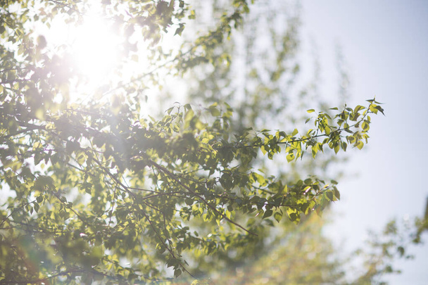 Spring leaves and greenery and sunlight - Photo, Image