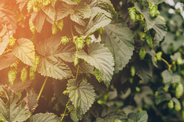 Ripe Hop cones on a background of sunlight. The concept of making natural fresh beer, brewing . Artistic tint, format with copy space. Clouse up, panoramic view. - Valokuva, kuva