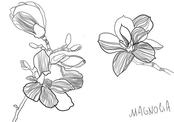 Ilustración vectorial botánica dibujada a mano de flores de magnolia en estilo gráfico. Blanco y negro con arte de línea sobre fondos blancos
. - Vector, Imagen