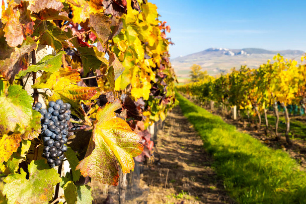 Vineyards near Dolni Dunajovice in Palava region, Southern Moravia, Czech Republic - Photo, Image