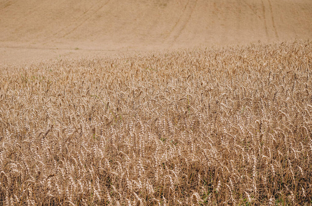 wide wheat field with ripe spikelets ready for harvest - 写真・画像