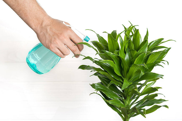 male hand holds sprayer and sprays house plant fragrant dracaena Plant care, home decor concept. - Photo, Image