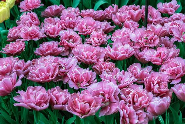 Keukenhof, Lisse, Niederlande 16.04.2015: Blühende bunte Blumenbeete bedecken den gesamten Gartenpark. Mit einer offenen Windmühle und verschiedenen pflanzenorientierten Attraktionen ist es ein beliebter Touristenstandort. - Foto, Bild