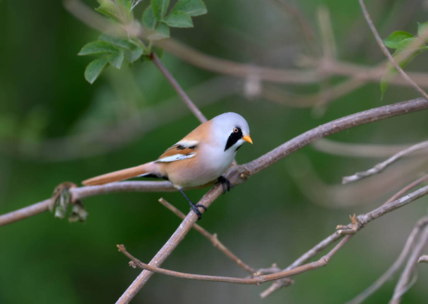 The male bearded reedling (Panurus biarmicus) is photographed on reed stalks and tree branches in a natural habitat. Close-up and unusual photos - Photo, Image