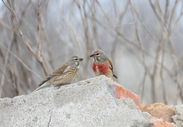 A pair of common linnet (Linaria cannabina) in mating plumage sits on stones. Birds were taken during ritual feeding. - Photo, Image