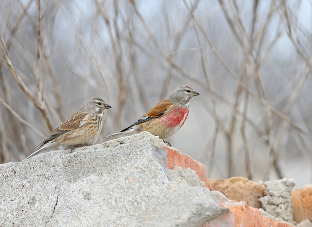 A pair of common linnet (Linaria cannabina) in mating plumage sits on stones. Birds were taken during ritual feeding. - Photo, Image