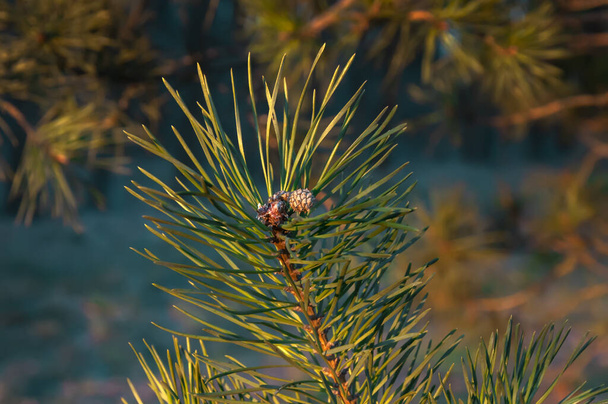 cone de pinheiro jovem em um ramo de tarde no parque
 - Foto, Imagem