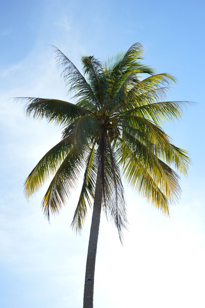 coconut palm - Foto, immagini
