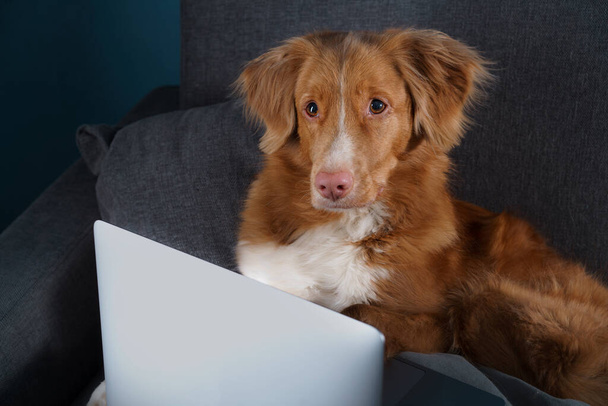 A large brown dog look to laptop. Nova Scotia Duck Tolling Retriever. Work at home, isolation, save - Foto, Imagem