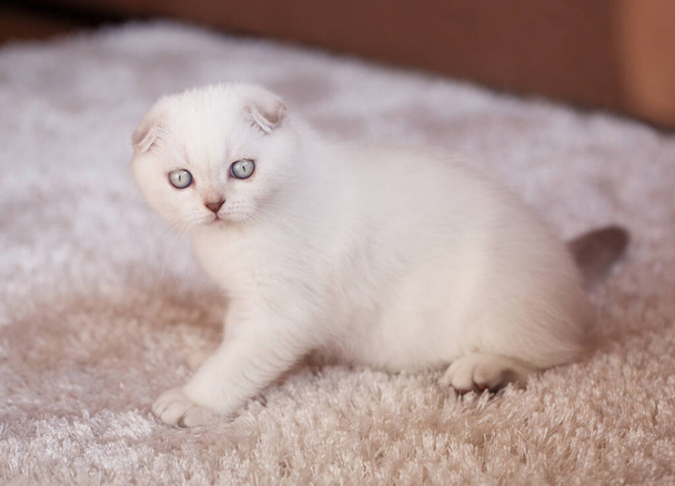 A funny little kitten sits and probably waits for him to play with. Scottish kitten white in color. - Photo, Image