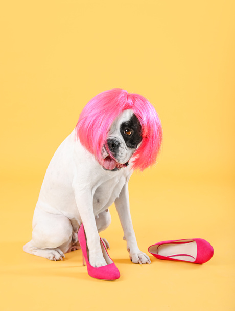 Funny dog in wig and with female shoes on color background - Photo, Image