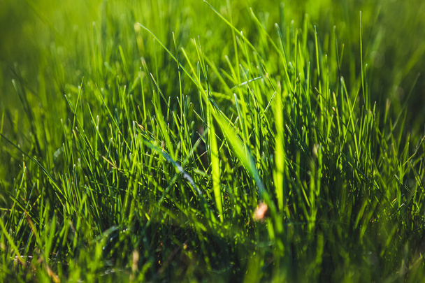 Abstract blurred green spring grass background  - Photo, Image
