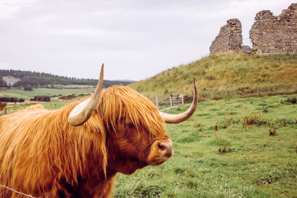 Una vaca de montaña de raza escocesa en el pasto con el castillo Roy del siglo XII en el fondo. Escocia, Reino Unido
. - Foto, imagen