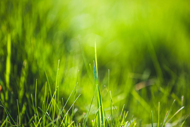 Abstract blurred green spring grass background  - Φωτογραφία, εικόνα