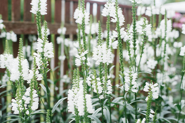 Há muitas belas flores brancas de Physostegia virginiana crescendo no jardim no verão. Foco seletivo. Fundo flor
 - Foto, Imagem