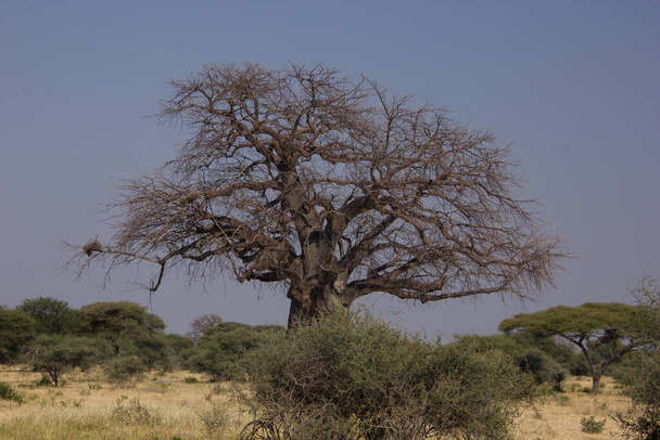 Babobab sem folhas na estepe africana em um dia sem nuvens
 - Foto, Imagem