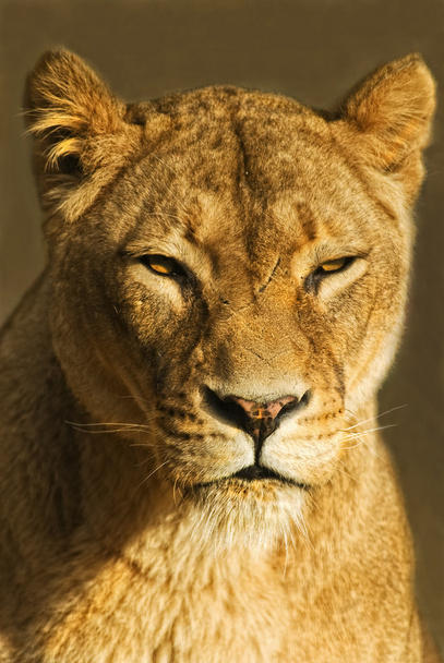 Vrouwelijke Leeuw (panthera leo) - Foto, afbeelding