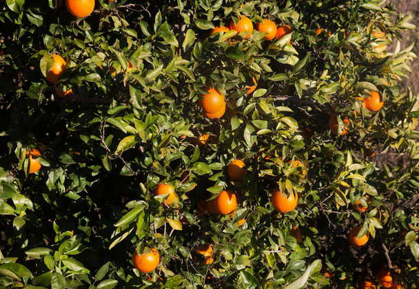 Field fo Orange tree - Valokuva, kuva