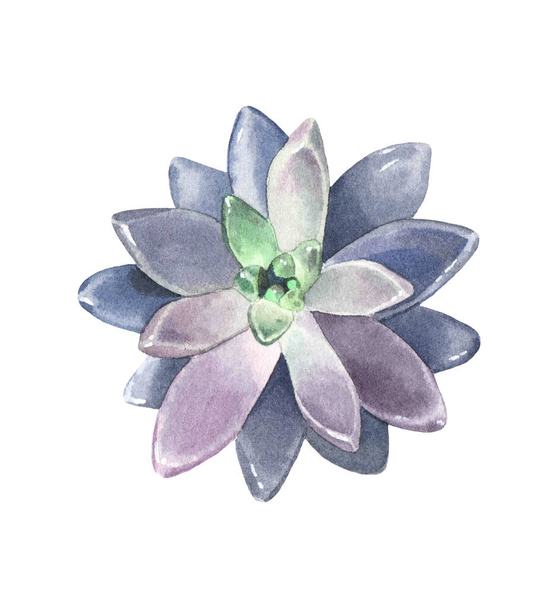Decorative succulent, in light watercolor style. Isolated on white background - Фото, зображення
