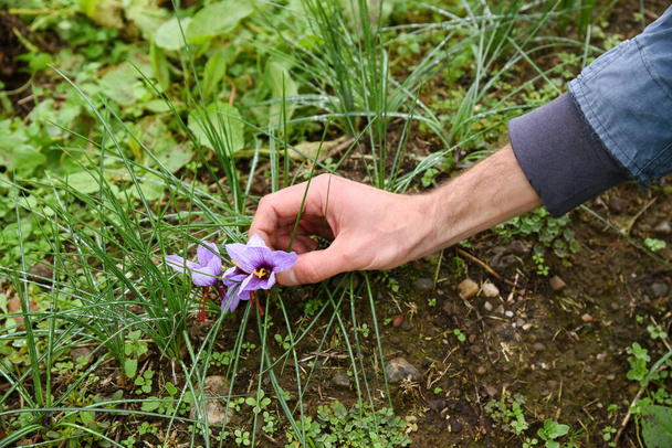 Hombre bajando la mano para recoger flores de azafrán púrpura, Crocus sativus, creciendo al aire libre en un campo cultivado por sus costosos filamentos rojos utilizados como especia culinaria y colorante
 - Foto, Imagen