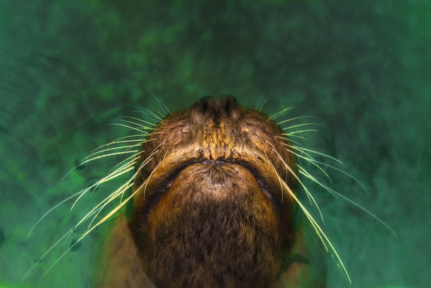 Snout of a sea lion (Otarriinae) looking out of the water - Photo, Image