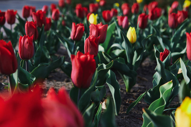 Piękne czerwone i żółte tulipany w ogrodzie w słoneczny dzień. Kwiaty sadzenie w roku. zdjęcie kwiatowe. - Zdjęcie, obraz